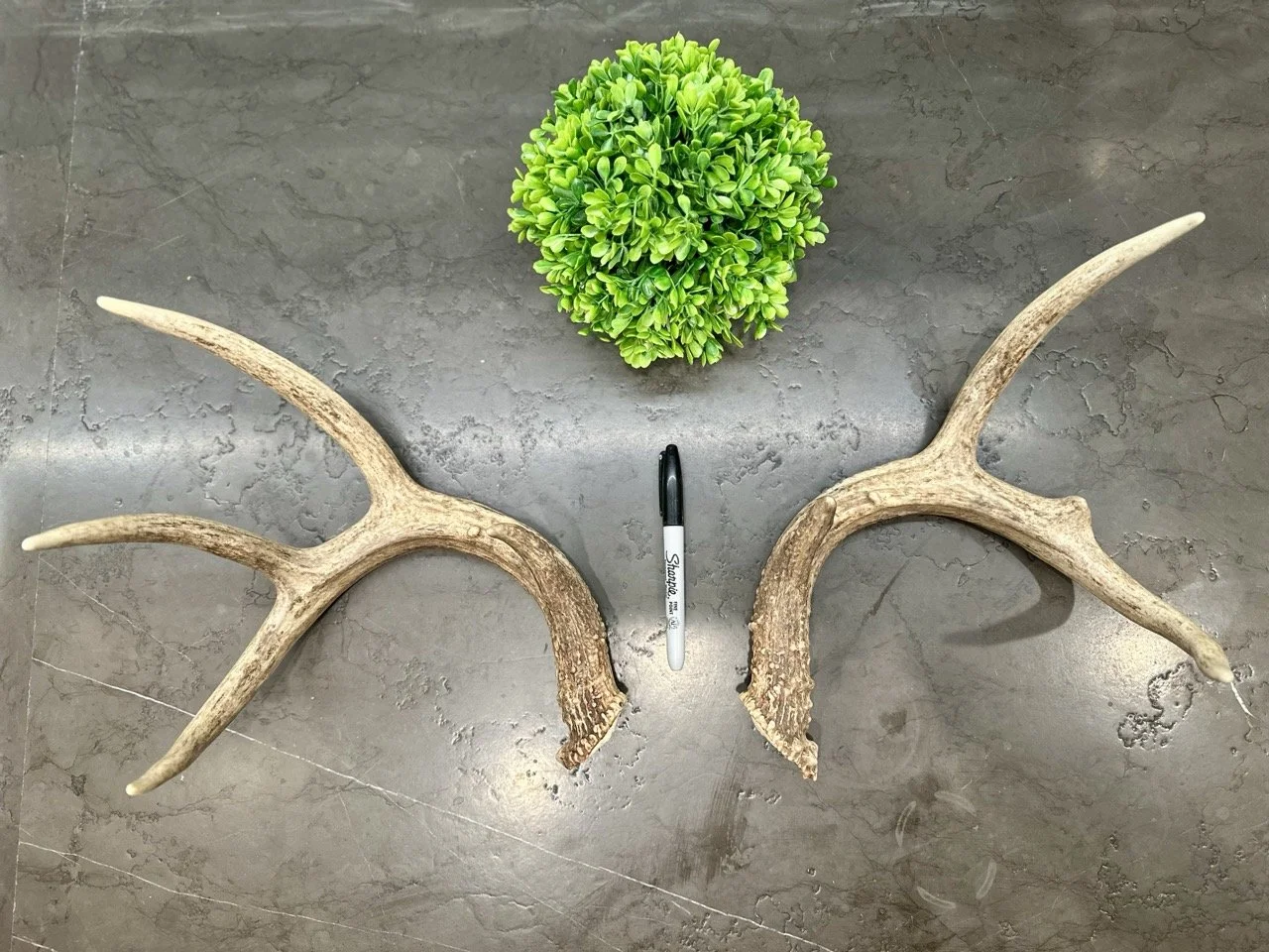 Matched Deer Antler Set | 8 Point Buck — Antler Ridge Co